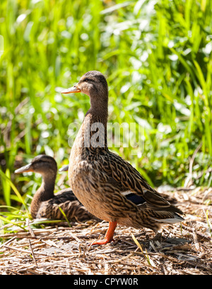 Canard colvert femelle avec un de ses jeunes, la Grande-Bretagne. Banque D'Images