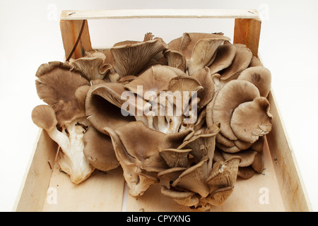 Pleurotes (Pleurotus ostreatus) dans un coffret en bois Banque D'Images