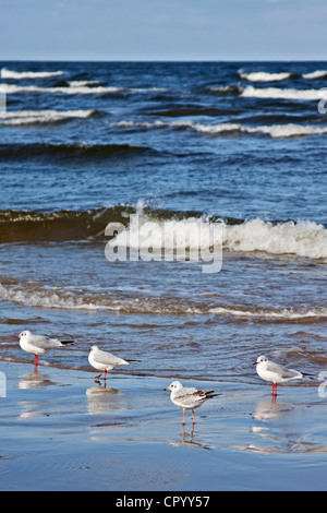 Mouette rieuse (Chroicocephalus ridibundus) sur la plage, de la mer Baltique, Jurmala, Lettonie, en Europe Banque D'Images