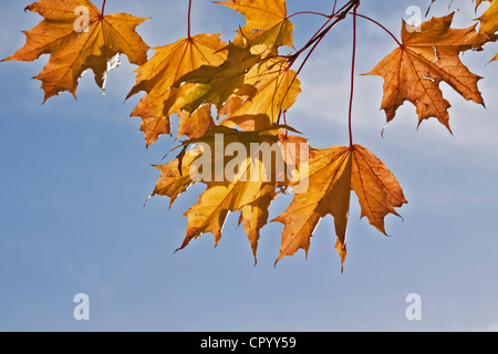 Érable de Norvège (Acer platanoides), l'automne, les feuilles d'automne, Banque D'Images