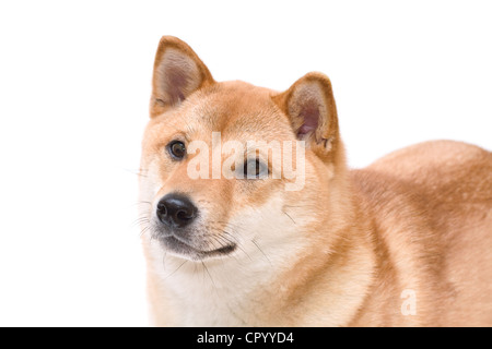 shiba inu chien Banque D'Images