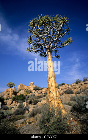 L'Afrique du Sud, Northern Cape, springbok, réserve naturelle de Goegap, Quiver Tree Banque D'Images