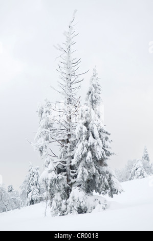 La neige Epicéa (Picea) en hiver, montagne Kahler Asten, Winterberg, Sauerland, Nordrhein-Westfalen, Germany, Europe Banque D'Images