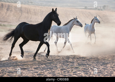 Chevaux qui courent dans la poussière pen Banque D'Images