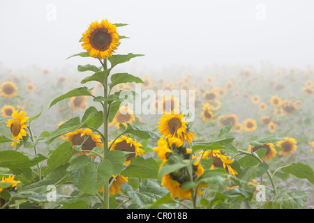 Tournesols en automne brume sur un champ près de Radolfzell, Bade-Wurtemberg, Allemagne, Europe Banque D'Images