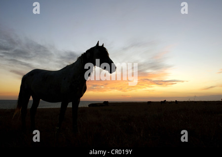 Cheval dans la steppe au coucher du soleil, le Cap Tarhankut, Tarhan Qut, Crimea, Ukraine, Europe de l'Est Banque D'Images