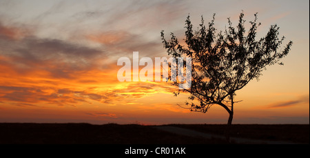 Arbre contre le coucher du soleil, le Cap Tarhankut, Tarhan Qut, Crimea, Ukraine, Europe de l'Est Banque D'Images