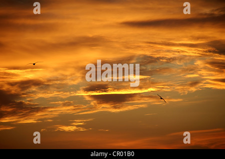 Coucher du soleil Ciel avec nuages, Cape Tarhankut, Tarhan Qut, Crimea, Ukraine, Europe de l'Est Banque D'Images