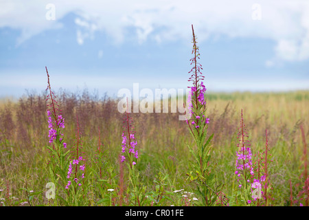 Fireweed ou Grand Willow-herb (Chamerion angustifolium), fleur nationale de l'Alaska, USA, Amérique du Nord Banque D'Images