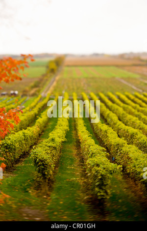 Rangées de raisins de vigne Banque D'Images