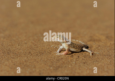 Pelle snouted lizard (meroles anchietae), Désert du Namib, Namibie- Banque D'Images