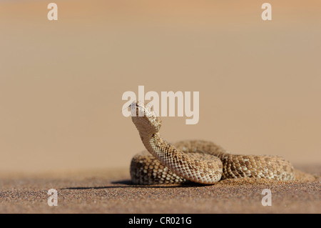 Sidewinding bitis peringueyi adder (), Désert du Namib, Namibie- Banque D'Images