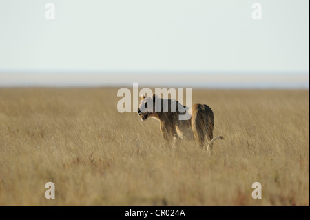 Femme lion (Panthera leo), Etosha, Namibie Banque D'Images