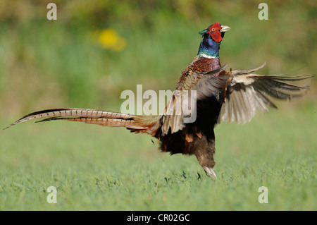 Le faisan commun (Phasianus colchicus) Banque D'Images