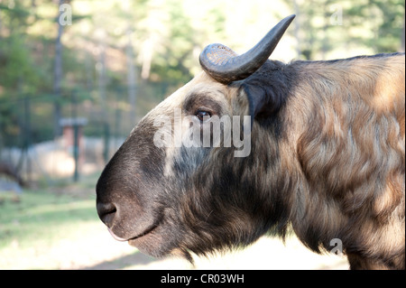 Takin Mishmi (Budorcas taxicolor), le Bhoutan, l'animal national du portrait, Motithang Takin Préserver, Thimphu, l'himalaya Banque D'Images