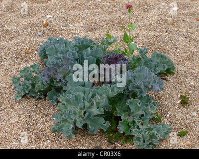 Crambe maritima, kale sur mer lieu non identifié Sands Beach, Devon, UK Banque D'Images