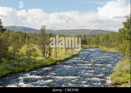 Désert, Groevlan Langfjaellet avec river Rapids, près de la réserve naturelle, Groevelsjoen province de Dalarna, Suède, Scandinavie Banque D'Images