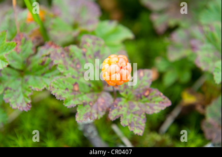 Knotberry Knoutberry chicouté, ou, Averin ou Evron (Rubus chamaemorus), fruits mûrs, Fulufjaellets National Park, près de Saerna Banque D'Images