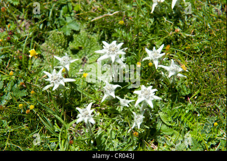 Edelweiss (Leontopodium nivale alpine) près de l'Chitu-La Samye, passent près de l'Himalaya, le Tibet central, Ue-Tsang Banque D'Images