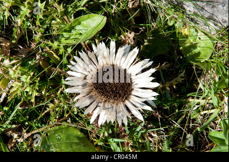 Chardon Carlina acaulis (argent), Rotwand paysage protégé, Mangfallgebirge montagne, Alpes bavaroises, Haute-Bavière, Bavière Banque D'Images