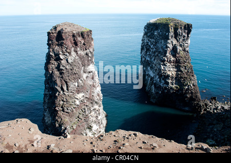 Deux pinacles, bird rock à Núpskatla Raufarhoefn, dans, Melrakkaslétta, Ísland, Islande, Scandinavie, dans le Nord de l'Europe Banque D'Images