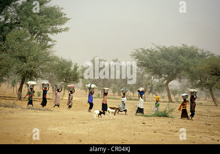 Mali, Pays Dogon, falaise de Bandiagara, inscrite au Patrimoine Mondial de l'UNESCO, retour des femmes portant sur leur tête de lavage Banque D'Images