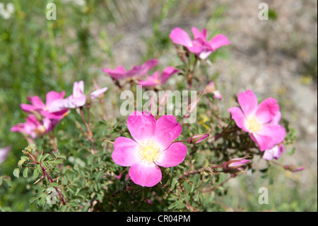 Rosa Canina ou Dog Rose (rosa canina), fleurs, Keylong, Lahaul et Spiti, Himachal Pradesh, Inde, Asie du Sud, Asie Banque D'Images