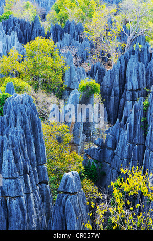 Grands Tsingy, UNESCO World Heritage Site, paysage karstique, avec des formations de calcaire, le Parc National Tsingy de Bemaraha Banque D'Images