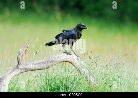 Grand Corbeau (Corvus corax), perché sur branche, Feldberg, Mecklembourg-Poméranie-Occidentale, Allemagne, Europe Banque D'Images