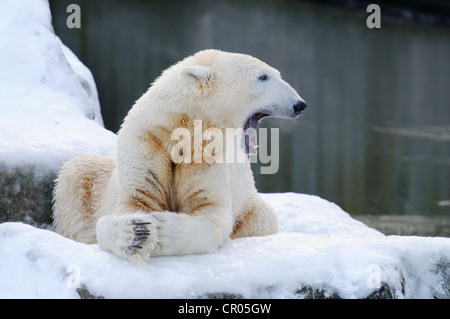 L'ours polaire (Ursus maritimus), Knut, le zoo de Berlin, Germany, Europe Banque D'Images