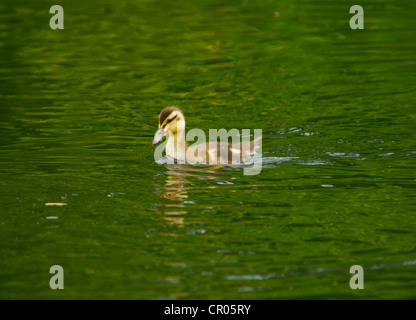 Piscine caneton solitaire dans un étang Banque D'Images