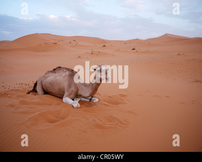 Le dromadaire ou chameau d'Arabie (Camelus dromedarius), au repos dans les dunes de sable du désert, l'Erg Chebbi près de Merzouga, Maroc Banque D'Images