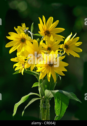 Le topinambour (Helianthus tuberosus), fleurs Banque D'Images