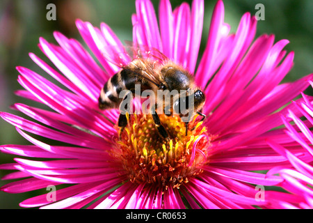 Abeille à miel (Apis mellifera) sur un aster des Alpes (Aster alpinus) Banque D'Images