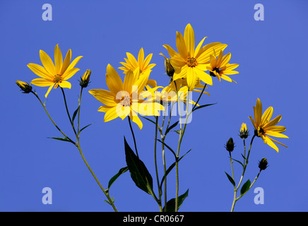 Le topinambour (Helianthus tuberosus), fleurs Banque D'Images