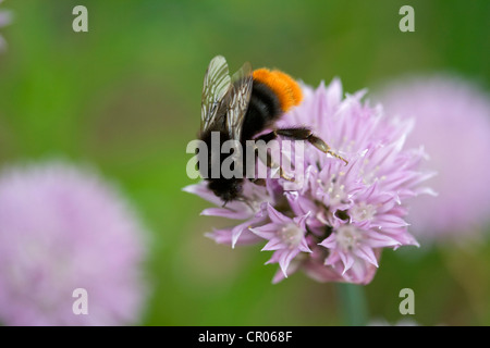 Red-tailed bumblebee, Bombus lapidarius, sur une fleur de ciboulette dans le Lincolnshire, Angleterre, RU Banque D'Images