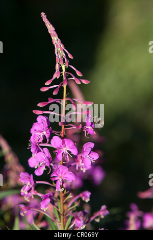 L'épilobe à fleurs, Grand Willow-herb, Rosebay Willowherb (Epilobium angustifolium) avec Bumblebee, bourdons (Bombus), Canada Banque D'Images