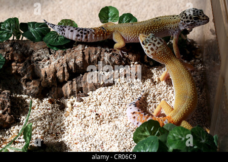 Le gecko léopard (Eublepharis macularius) pain et photographié en captivité dans le Lincolnshire, Angleterre, RU Banque D'Images