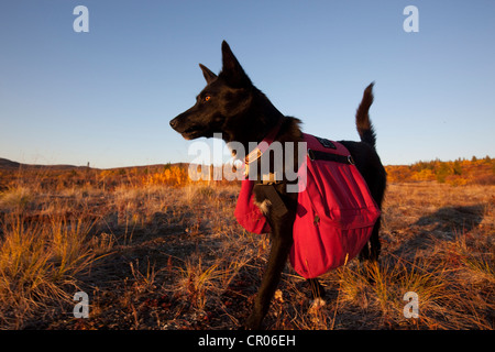 Pack chien, chien de traîneau, Alaskan Husky avec sac à dos, couleurs d'automne, l'été indien, près de Fish Lake, Yukon Territory, Canada Banque D'Images
