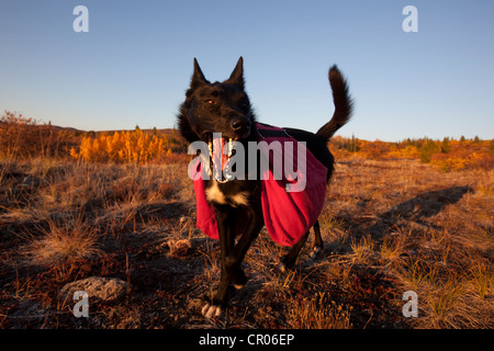Pack chien, chien de traîneau, Alaskan Husky avec sac à dos, couleurs d'automne, l'été indien, près de Fish Lake, Yukon Territory, Canada Banque D'Images