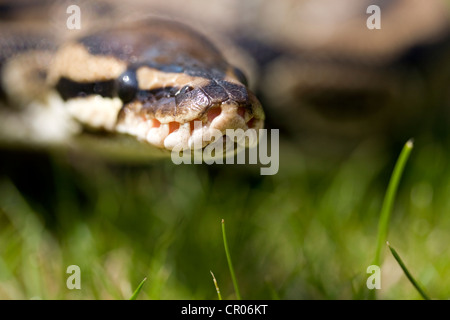 PYTHON ROYAL Python regius. La détection de chaleur Gros plan photographié des fosses avec la lumière naturelle dans le Lincolnshire, Angleterre, RU Banque D'Images
