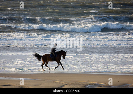 Horseman riding horse à galoper sur plage le long de la mer du Nord, Belgique Banque D'Images