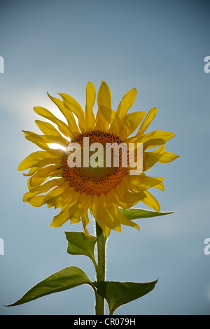 Tournesol (helianthus annuus) Banque D'Images