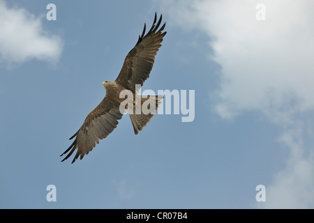 Milan noir (Milvus migrans), Château du Landskron, une station ornithologique de rapaces, Carinthie, Autriche, Europe Banque D'Images