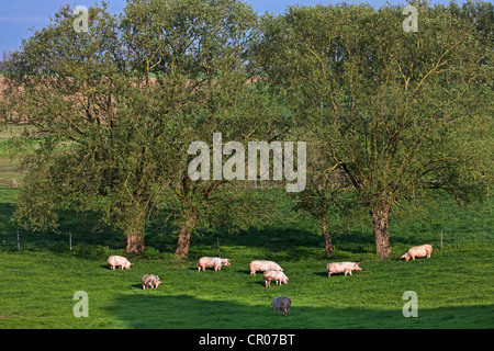 Les porcs domestiques (Sus domesticus / Sus scrofa domesticus) le pâturage dans le domaine entre les arbres, Belgique Banque D'Images