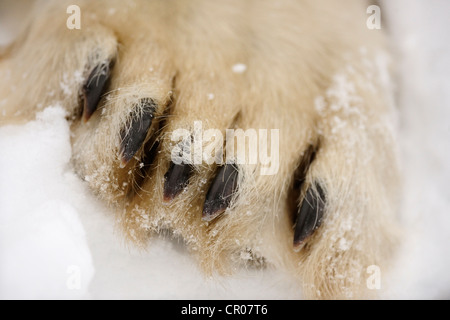 L'ours polaire (Ursus maritimus) le long de la Baie d'Hudson, des rives de la rivière Seal Heritage Lodge, Churchill Manitoba, Canada Banque D'Images