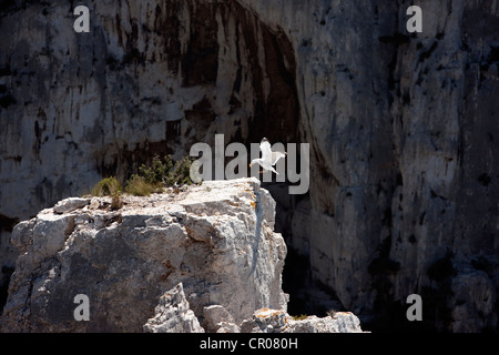 France, Bouches du Rhône, Marseille, Calanque d'en Vau (Parc National des Calanques depuis 2012/04/18) Banque D'Images