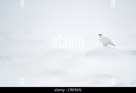 Le lagopède alpin (Lagopus mutus) femelle adulte en plumage d'hiver, dans la montagne enneigée paysage. Le Parc National de Cairngorms, en Écosse. Banque D'Images
