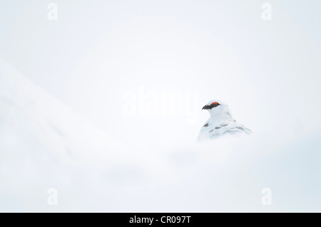 Le lagopède alpin (Lagopus mutus) mâles adultes en plumage d'hiver, dans la montagne enneigée paysage. Le Parc National de Cairngorms, en Écosse. Banque D'Images