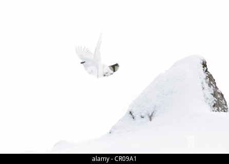 Le lagopède alpin (Lagopus mutus) femelle adulte en vol, dans la montagne enneigée paysage. Le Parc National de Cairngorms, en Écosse. Banque D'Images